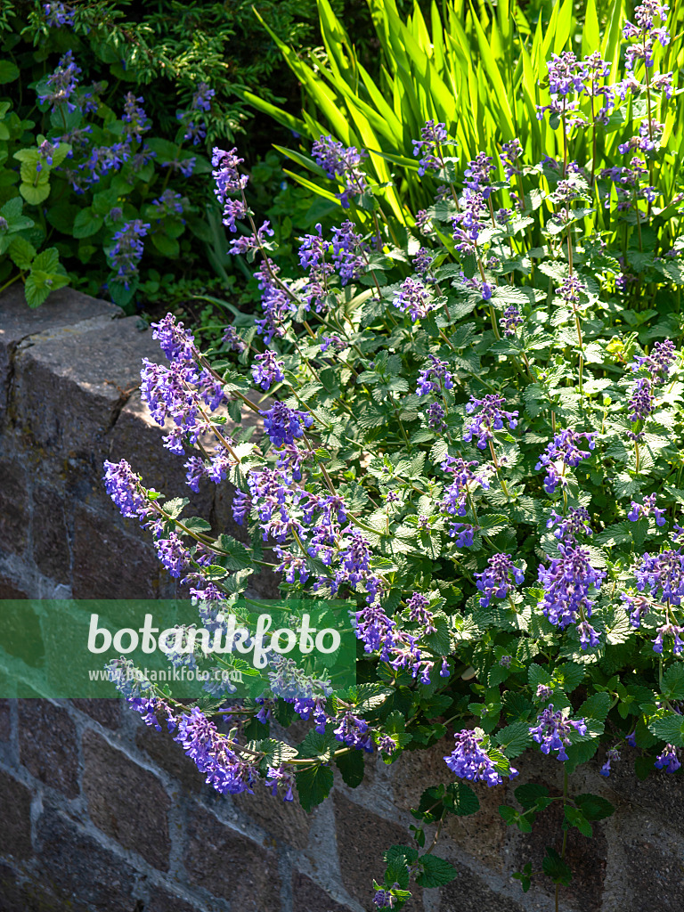 437271 - Catmint (Nepeta x faassenii)