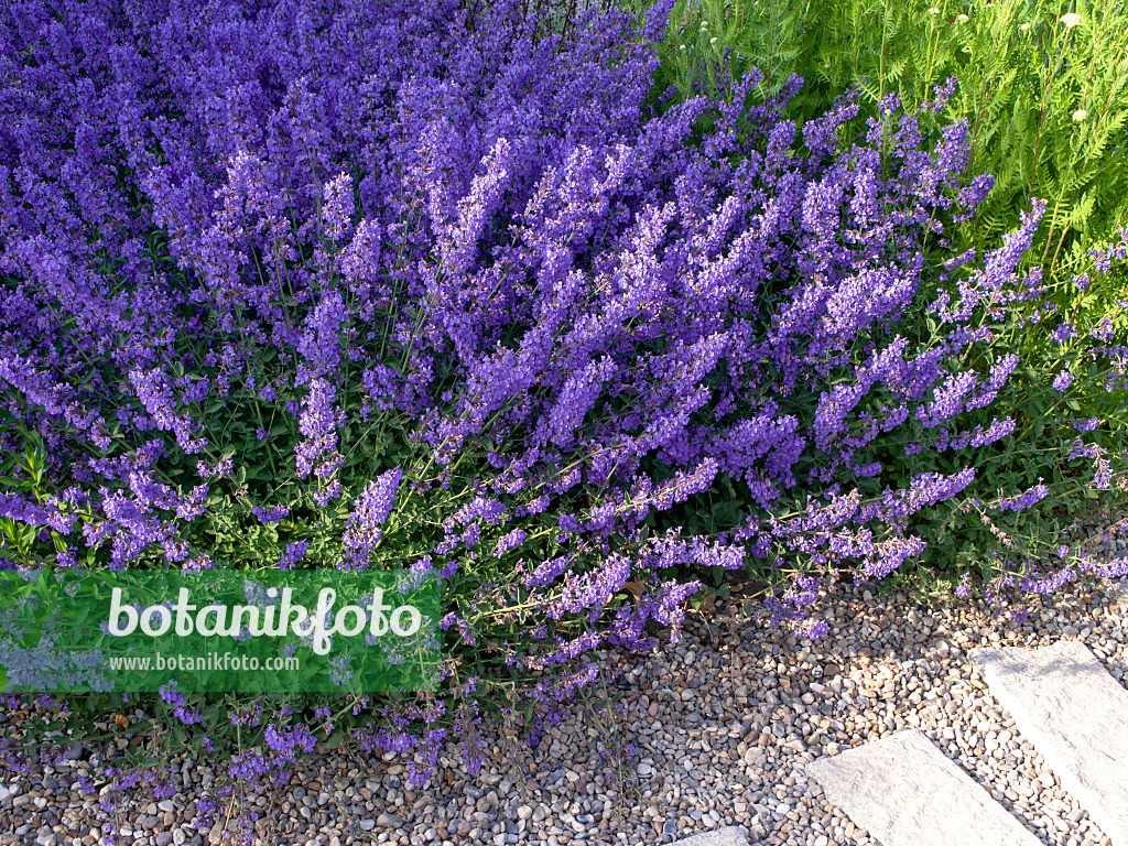 438241 - Catmint (Nepeta x faassenii)