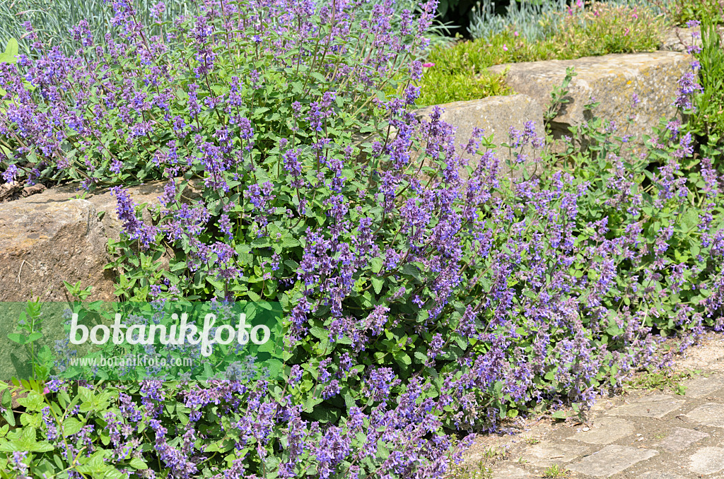 520428 - Catmint (Nepeta x faassenii)