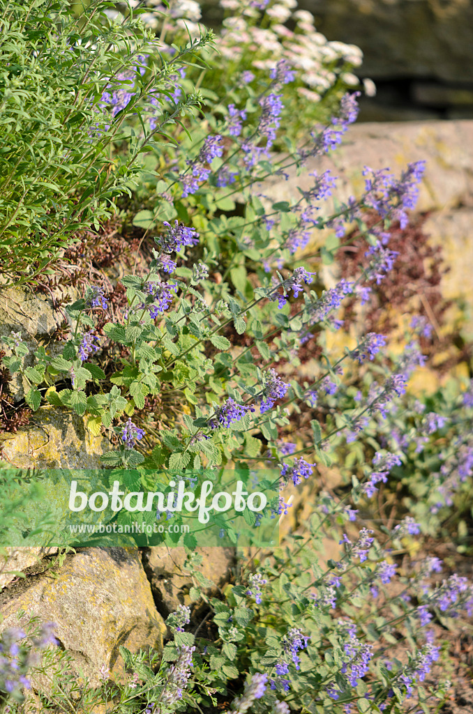 544086 - Catmint (Nepeta x faassenii)