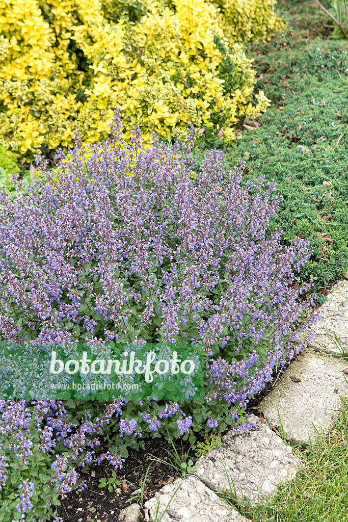 607162 - Catmint (Nepeta x fasssenii 'Purrsian Blue')