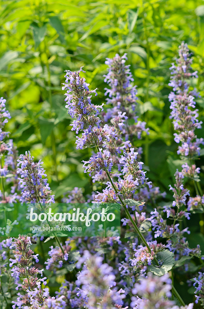 521142 - Catmint (Nepeta grandiflora 'Bramdean')