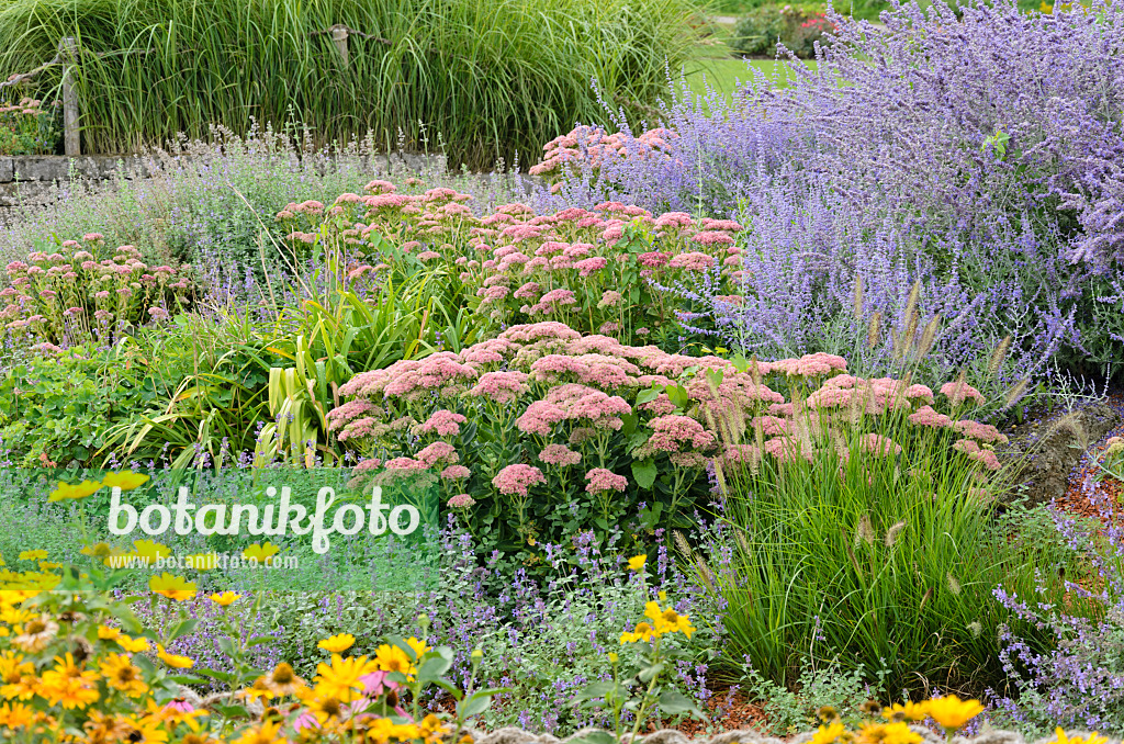 572042 - Catmint (Nepeta), orpine (Sedum telephium syn. Hylotelephium telephium) and Russian sage (Perovskia)