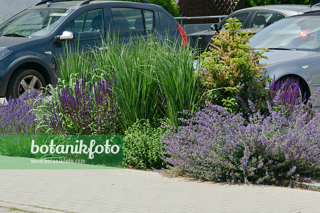 557073 - Catmint (Nepeta) and sage (Salvia)