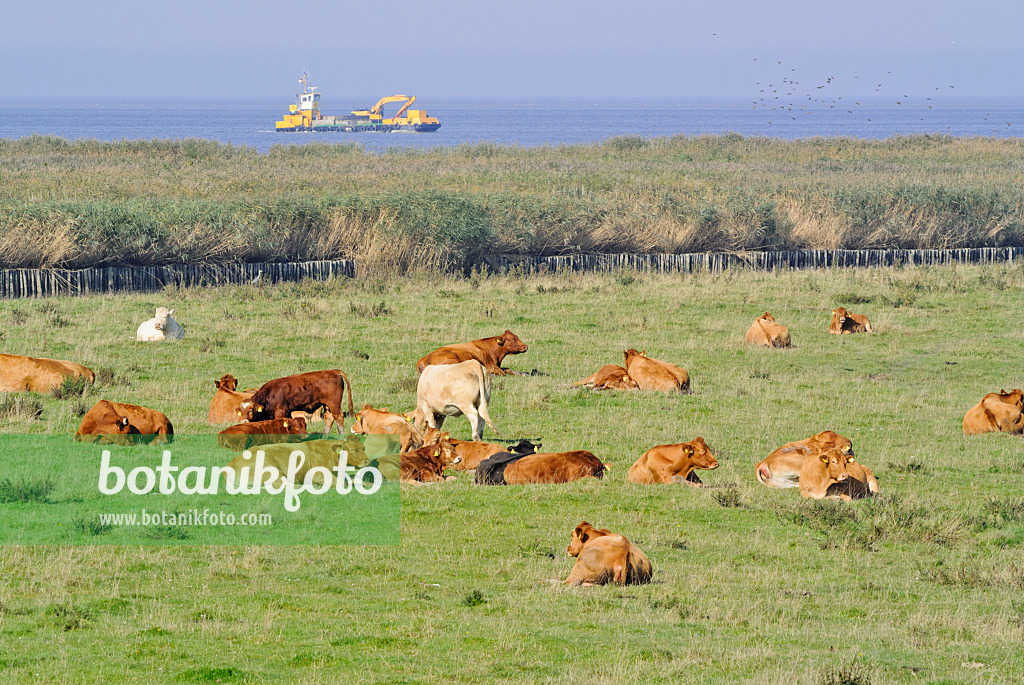 525084 - Cattle (Bos) at Elbe River Mouth near Otterndorf, Germany