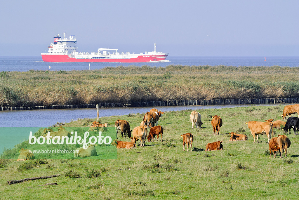 525087 - Cattle (Bos) at Elbe River Mouth near Otterndorf, Germany