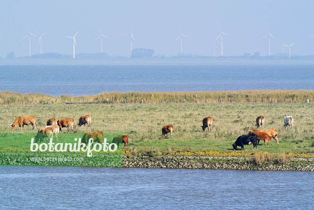 525088 - Cattle (Bos) at Elbe River Mouth near Otterndorf, Germany