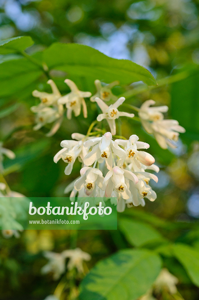 472011 - Caucasian bladdernut (Staphylea colchica)