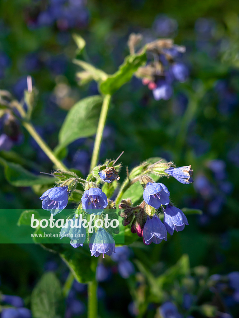 437282 - Caucasian comfrey (Symphytum caucasicum)