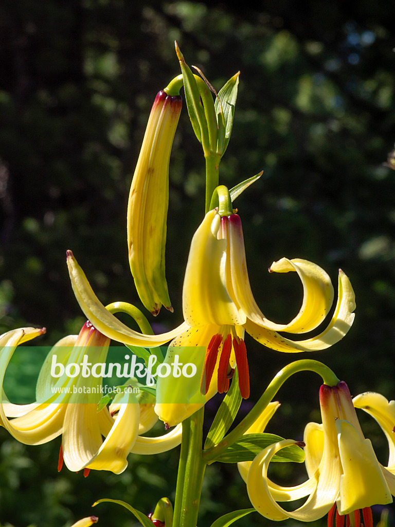 439350 - Caucasian lily (Lilium monadelphum)