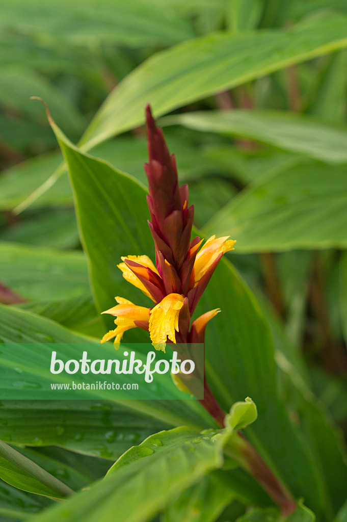 511244 - Cautleya gracilis