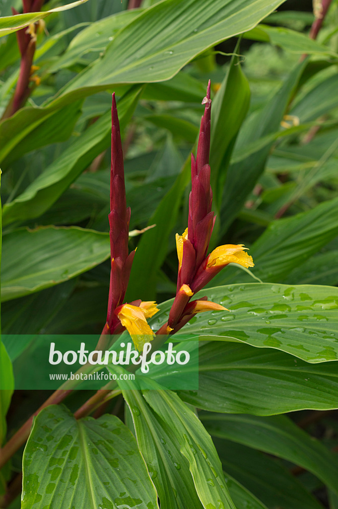 511246 - Cautleya gracilis