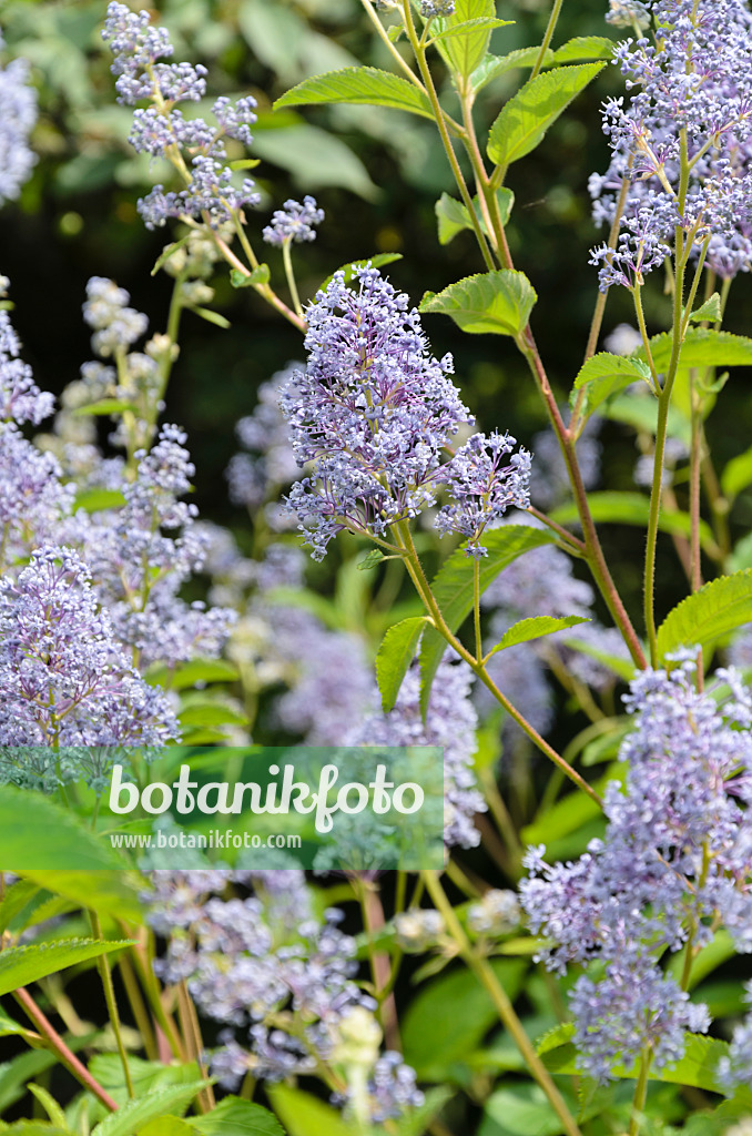 497100 - Ceanothus x delilianus 'Gloire de Versailles'