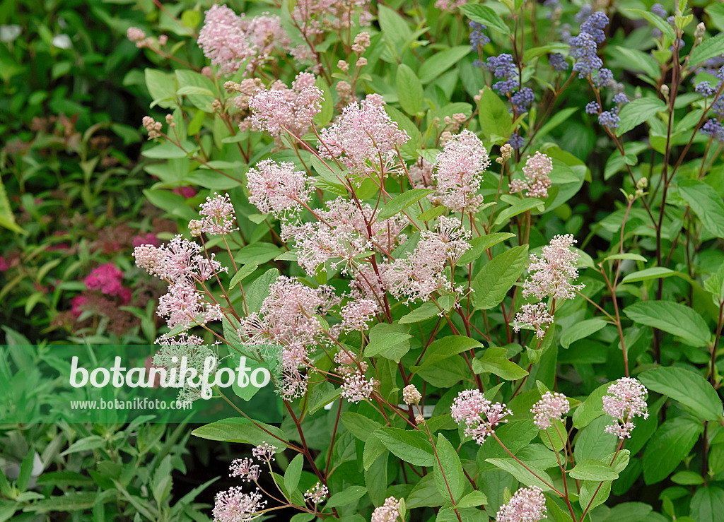 471371 - Ceanothus x pallidus 'Marie Simon'