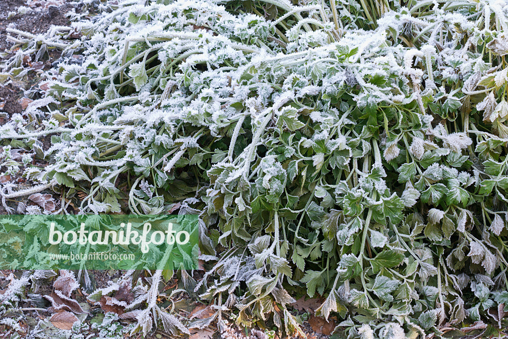 565040 - Celeriac (Apium graveolens var. dulce) with hoar frost