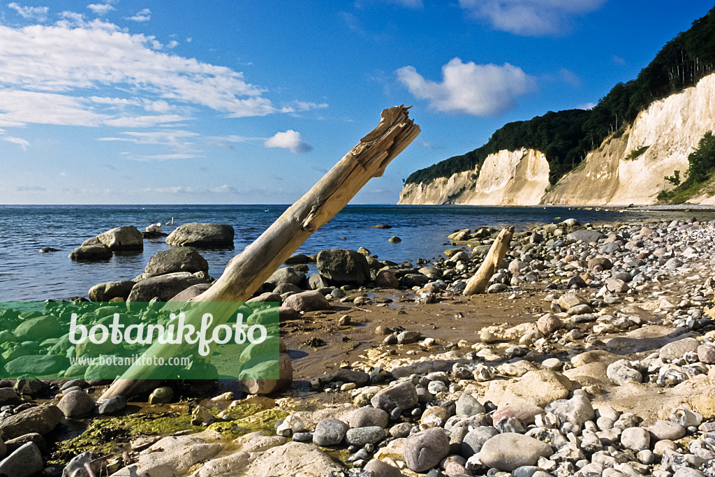 391096 - Chalk cliff, Jasmund National Park, Rügen, Germany