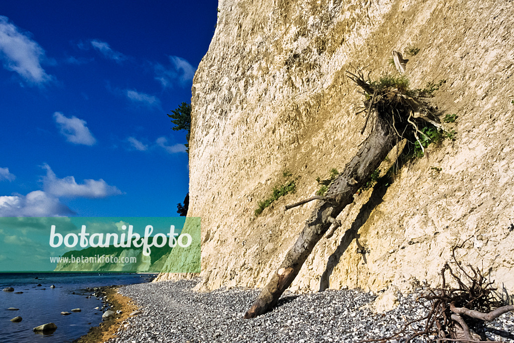 391098 - Chalk cliff, Jasmund National Park, Rügen, Germany