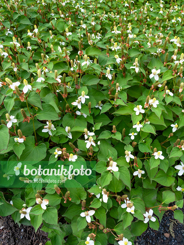 463071 - Chameleon plant (Houttuynia cordata)