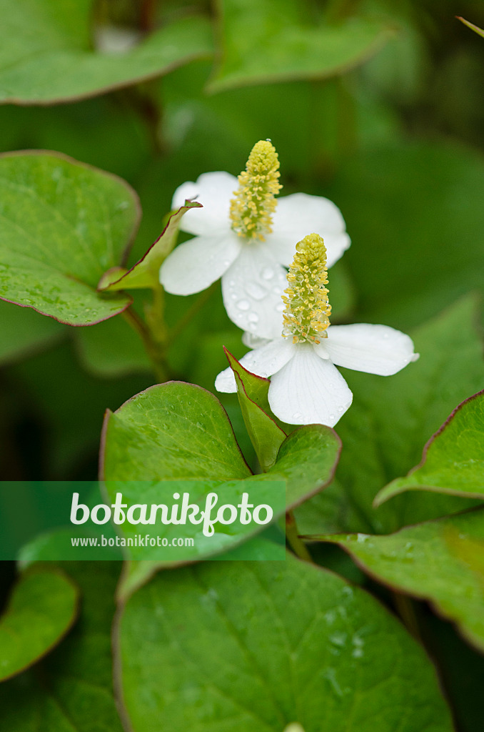 521437 - Chameleon plant (Houttuynia cordata)