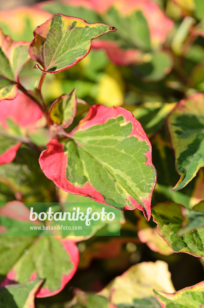 534289 - Chameleon plant (Houttuynia cordata 'Chameleon' syn. Houttuynia cordata 'Variegata')