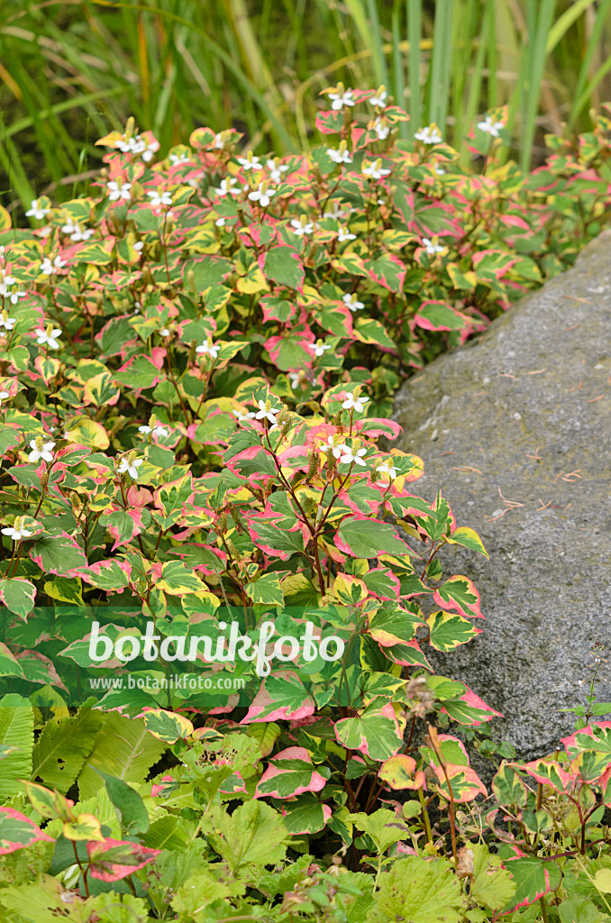 534356 - Chameleon plant (Houttuynia cordata 'Chameleon' syn. Houttuynia cordata 'Variegata')