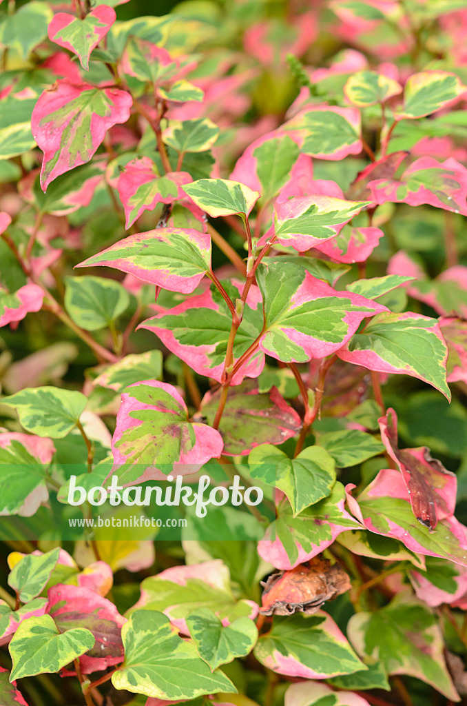 536176 - Chameleon plant (Houttuynia cordata 'Chameleon' syn. Houttuynia cordata 'Variegata')