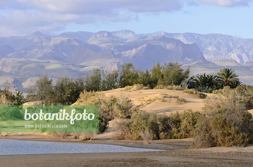 564227 - Charco de Maspalomas with shifting sand dunes, Maspalomas, Gran Canaria, Spain