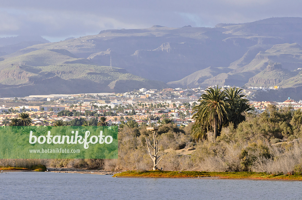 564228 - Charco de Maspalomas with shifting sand dunes, Maspalomas, Gran Canaria, Spain