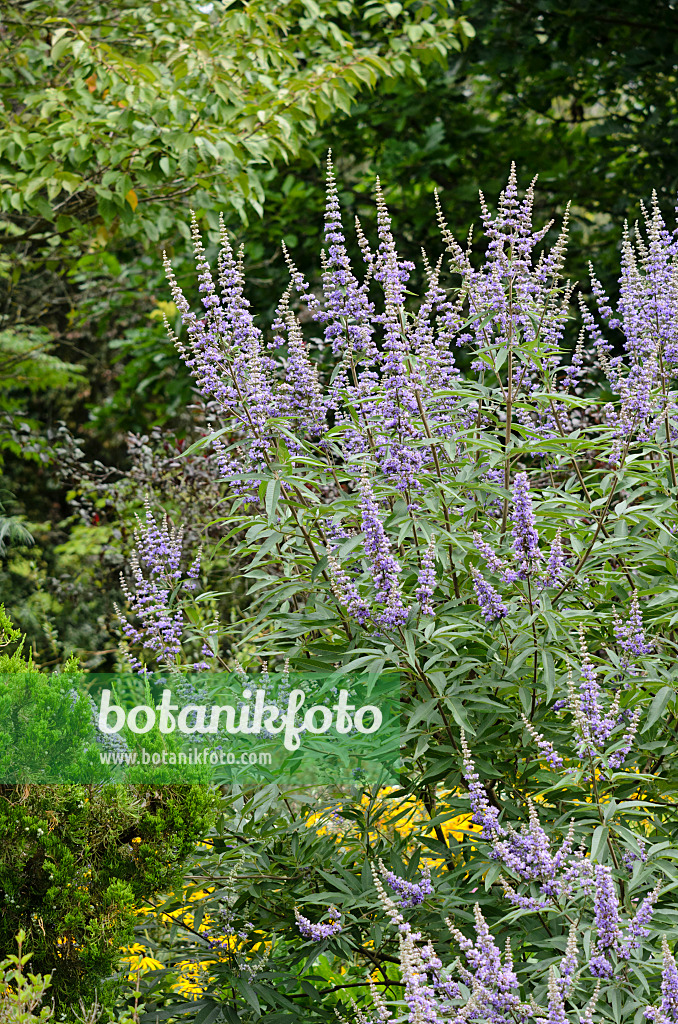 535130 - Chaste tree (Vitex agnus-castus)