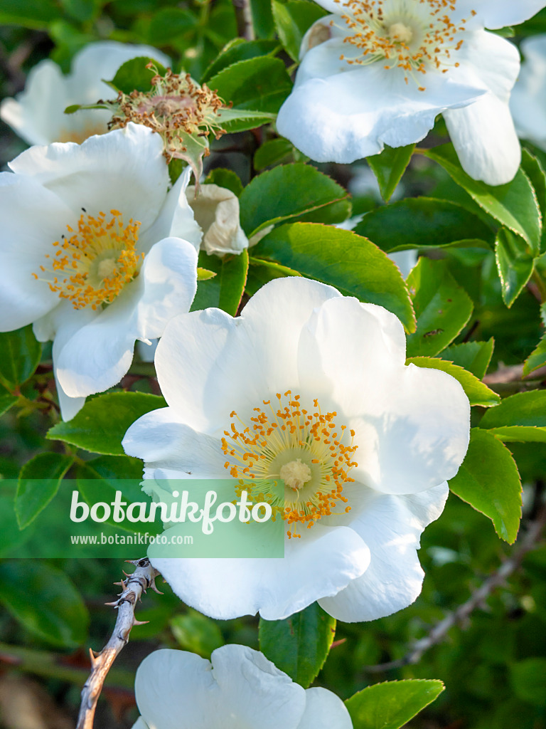 448088 - Cherokee rose (Rosa laevigata)