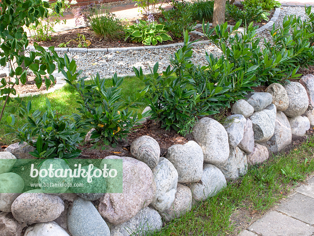 474389 - Cherry laurel (Prunus laurocerasus) a a cobblestone wall