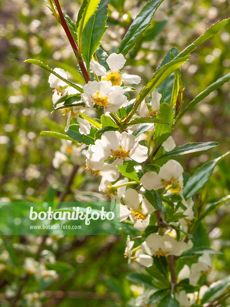 412034 - Cherry prinsepia (Prinsepia sinensis)