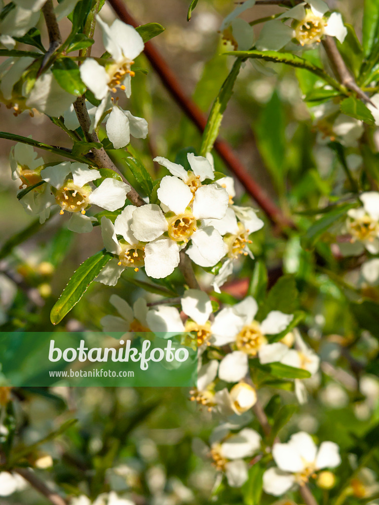 459060 - Cherry prinsepia (Prinsepia sinensis)