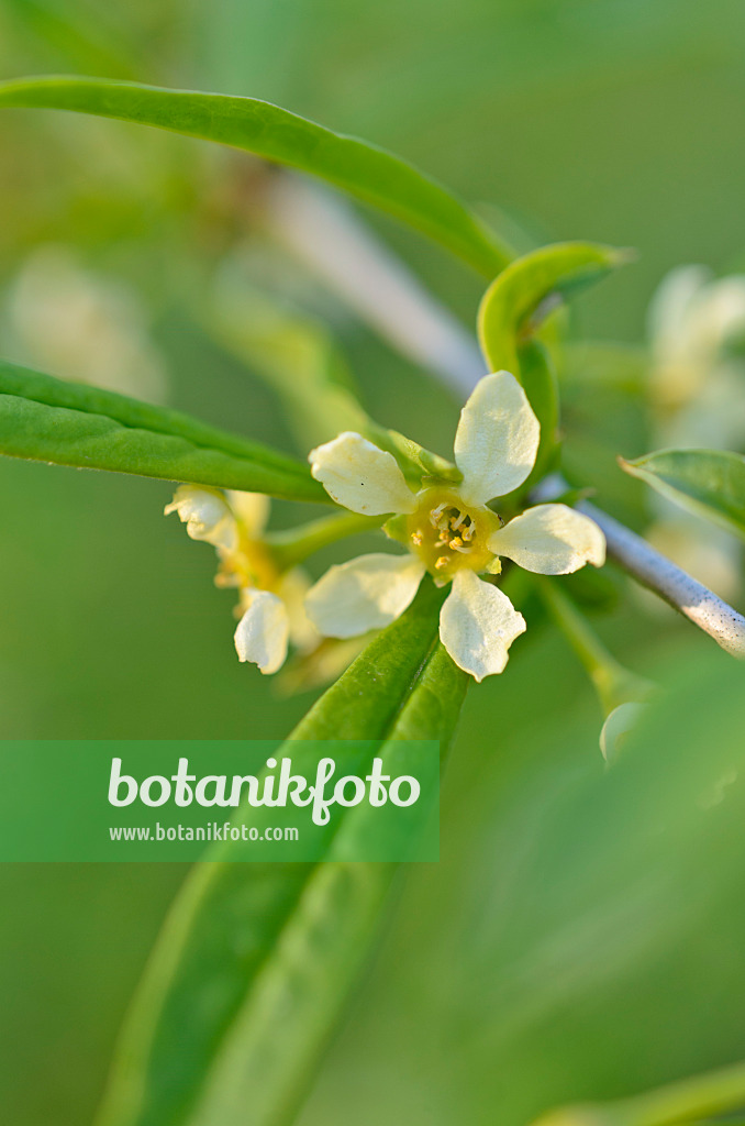 507042 - Cherry prinsepia (Prinsepia sinensis)