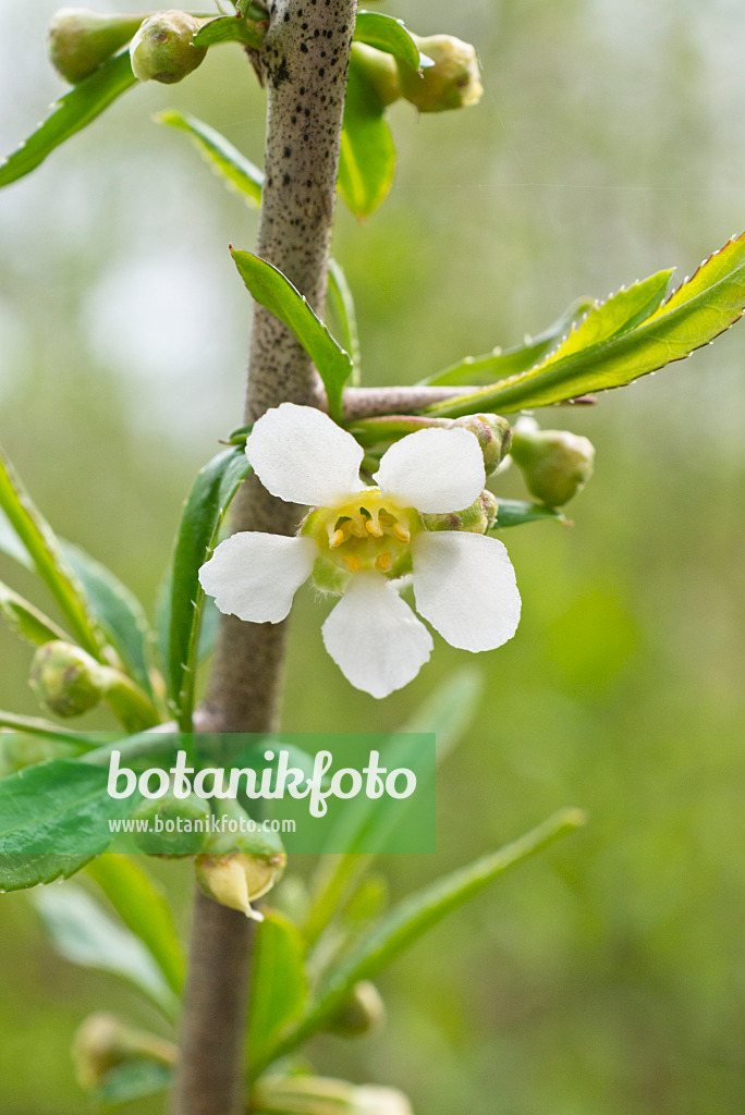 555111 - Cherry prinsepia (Prinsepia sinensis)