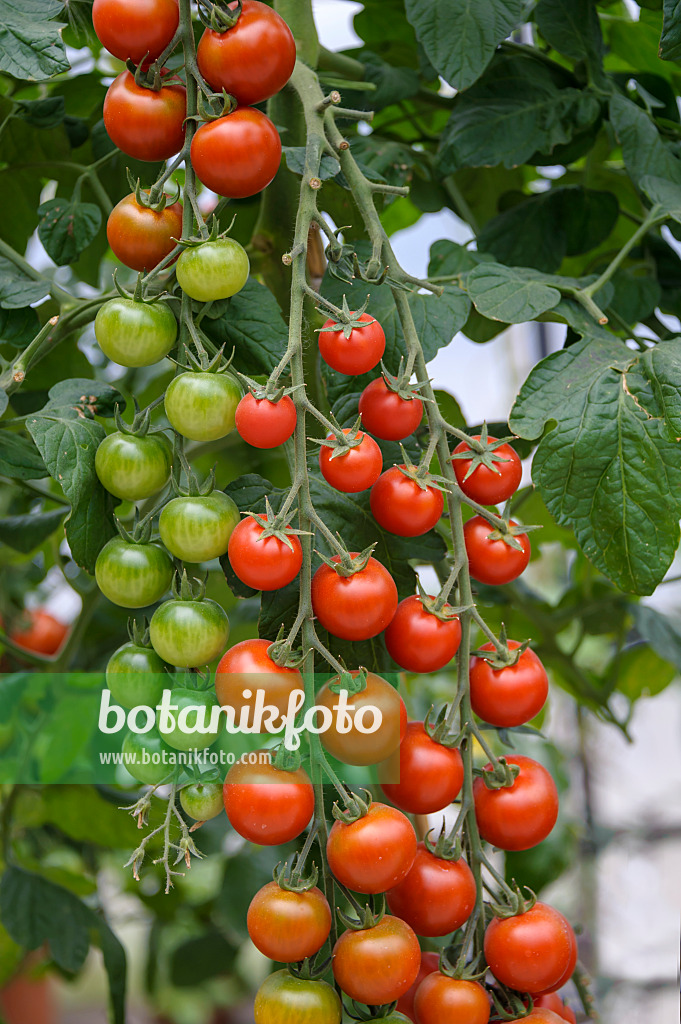 535379 - Cherry tomato (Lycopersicon esculentum 'Picolino')