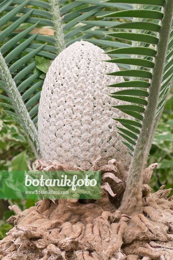 573046 - Chestnut dioon (Dioon edule) with female cone