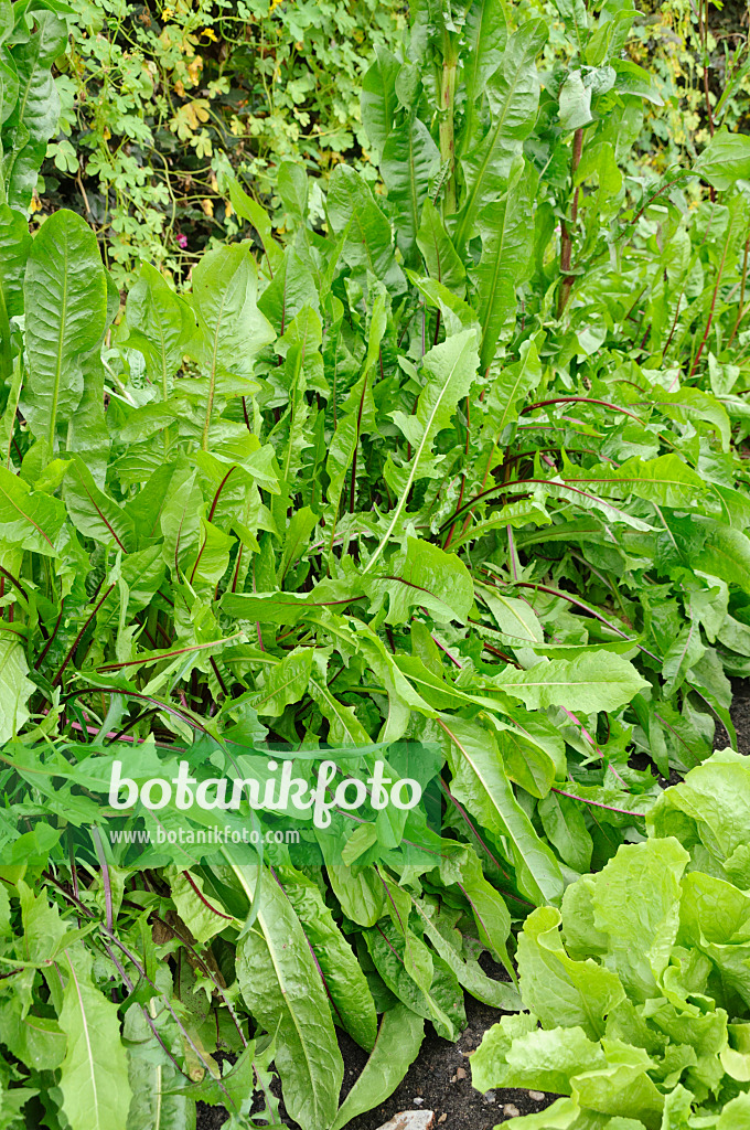 487254 - Chicory (Cichorium intybus 'Red Rib') 487254 - Chicory (Cichorium intybus 'Red Rib')