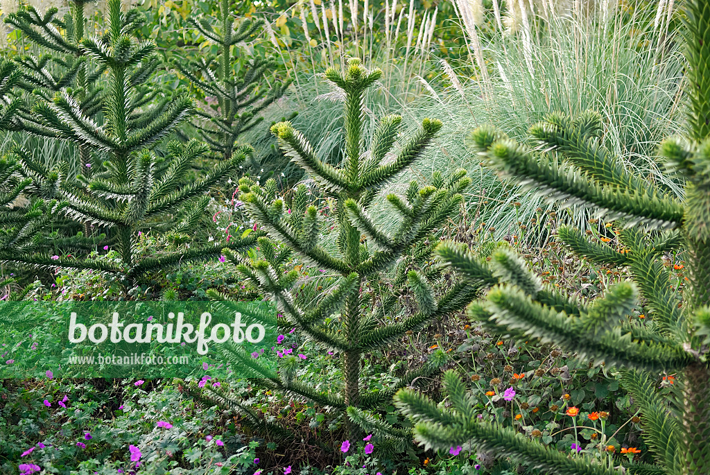 471360 - Chile pine (Araucaria araucana)