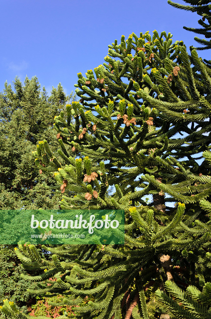 525350 - Chile pine (Araucaria araucana)