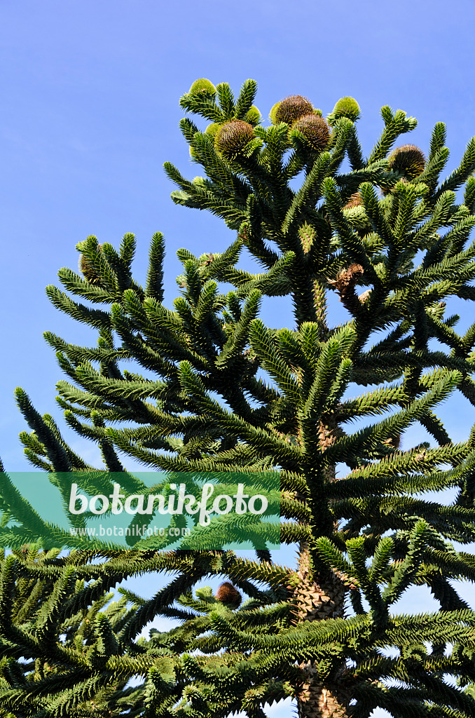 571013 - Chile pine (Araucaria araucana)