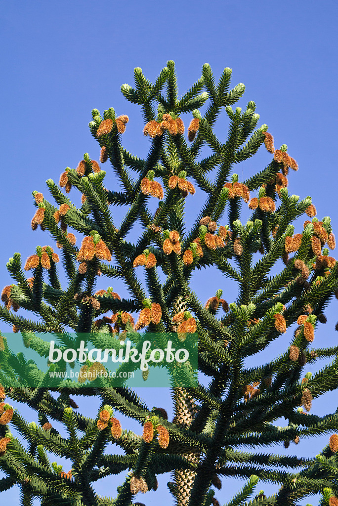 608085 - Chile pine (Araucaria araucana)