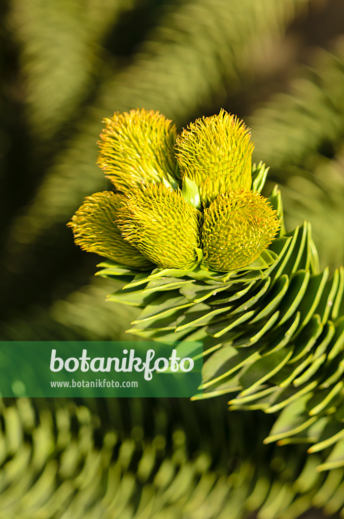 525347 - Chile pine (Araucaria araucana) with female flowers