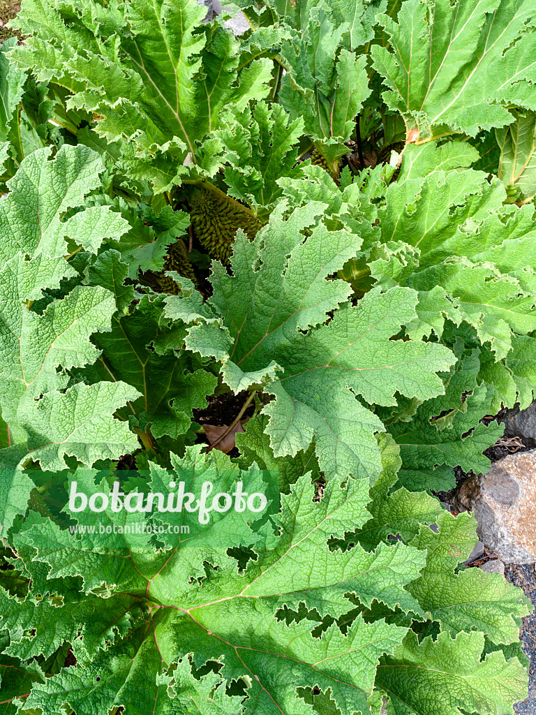 463063 - Chile rhubarb (Gunnera manicata)