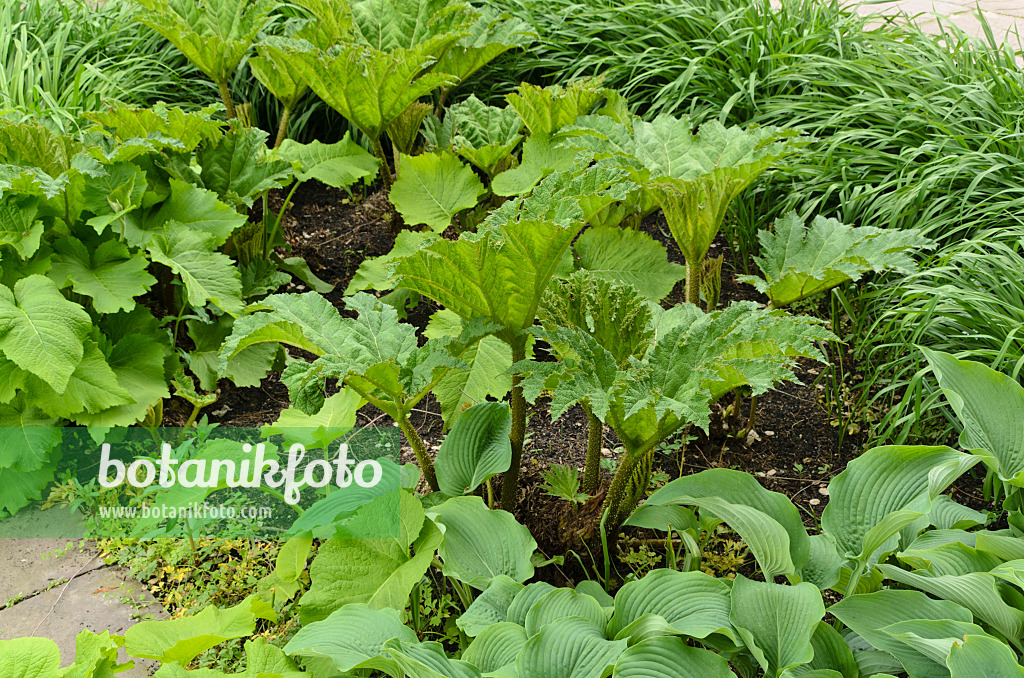 496071 - Chile rhubarb (Gunnera manicata)