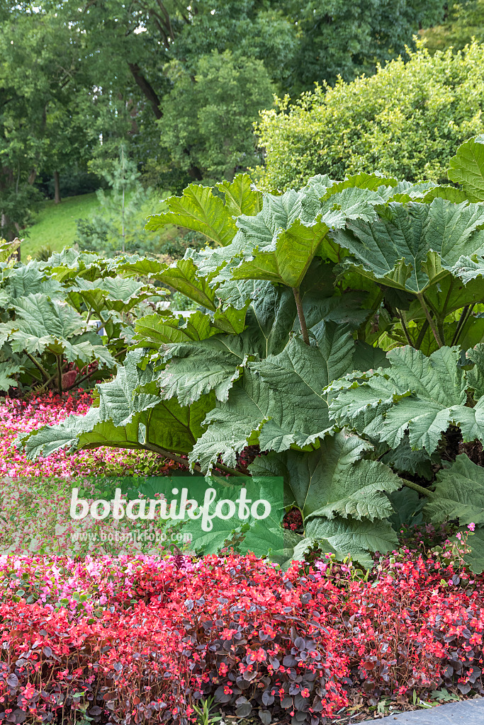 616403 - Chile rhubarb (Gunnera manicata)