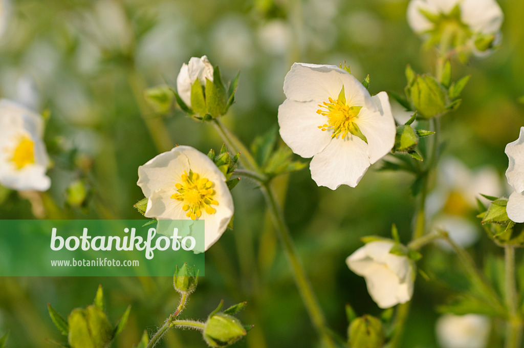 484331 - Chilean avens (Geum chiloense)