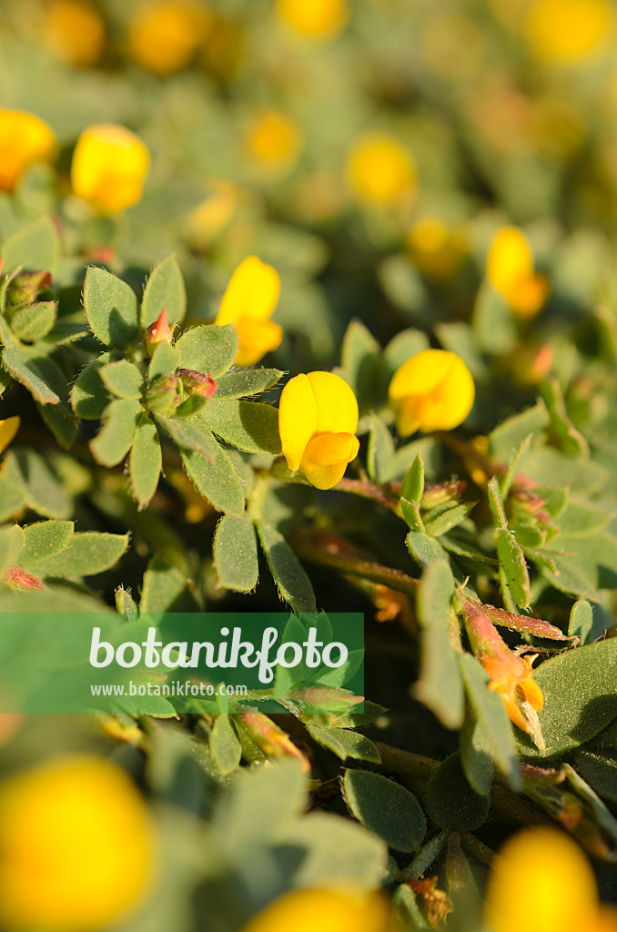 508515 - Chilean bird's-foot trefoil (Acmispon wrangelianus)