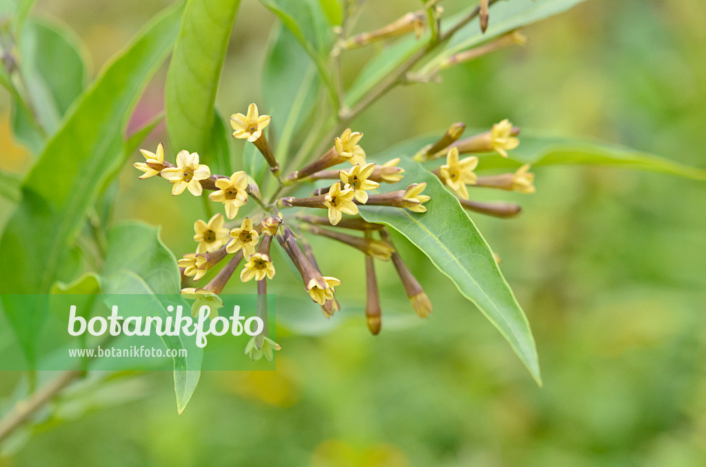 547365 - Chilean cestrum (Cestrum parqui)