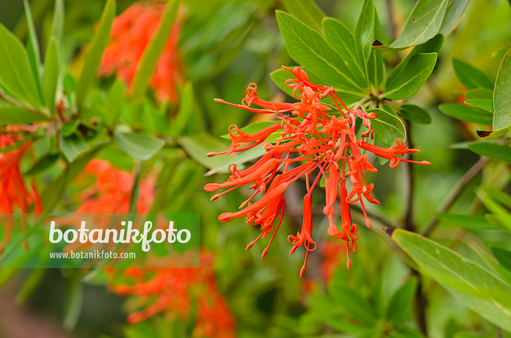 521465 - Chilean firetree (Embothrium coccineum)